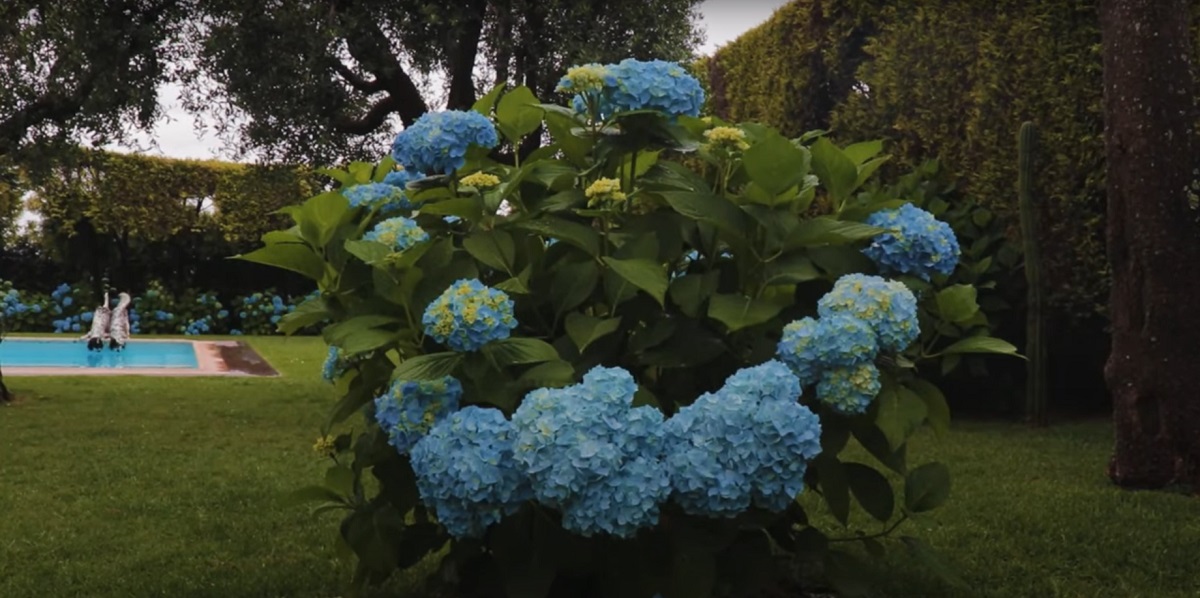 How to care for hydrangea flowers