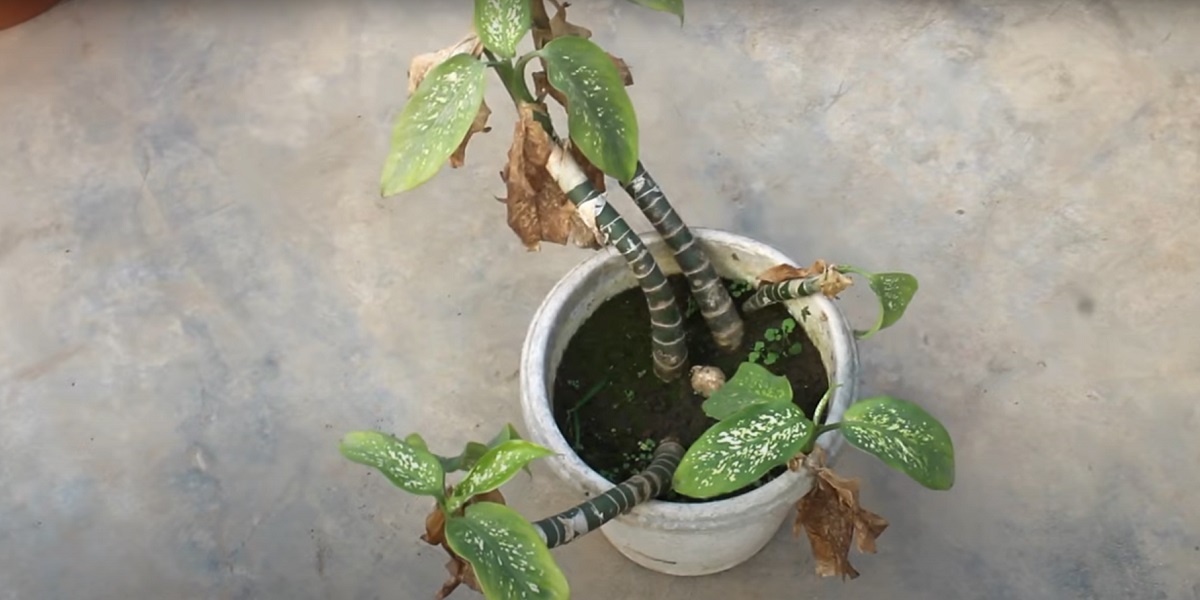 How to maintain and water Dieffenbachia