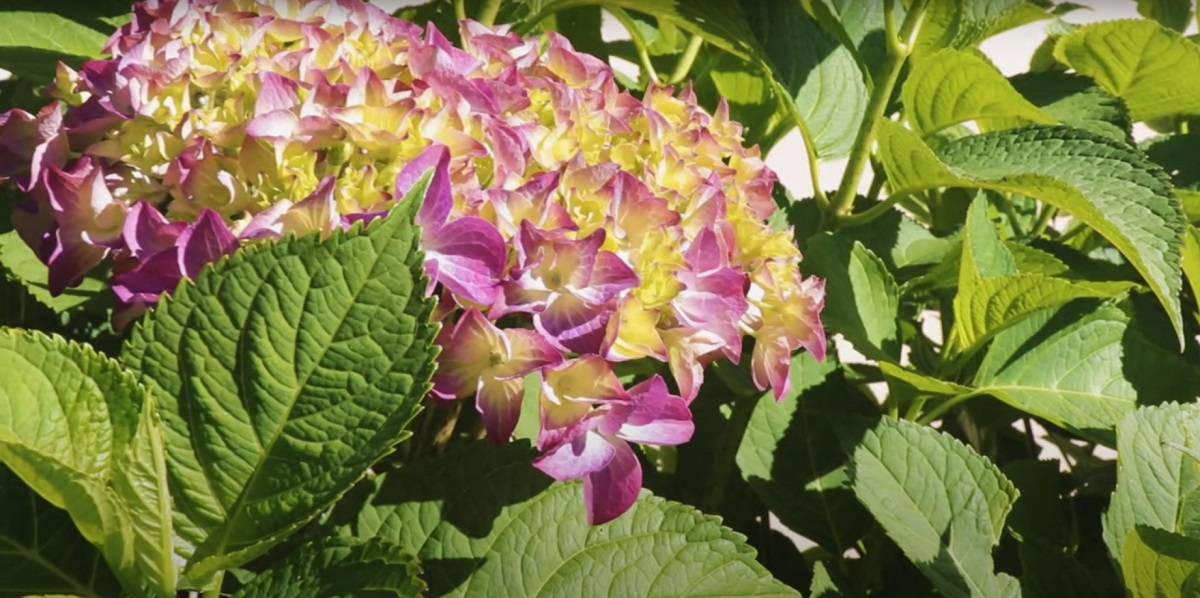 If you enrich the soil around the hydrangea with nutrients