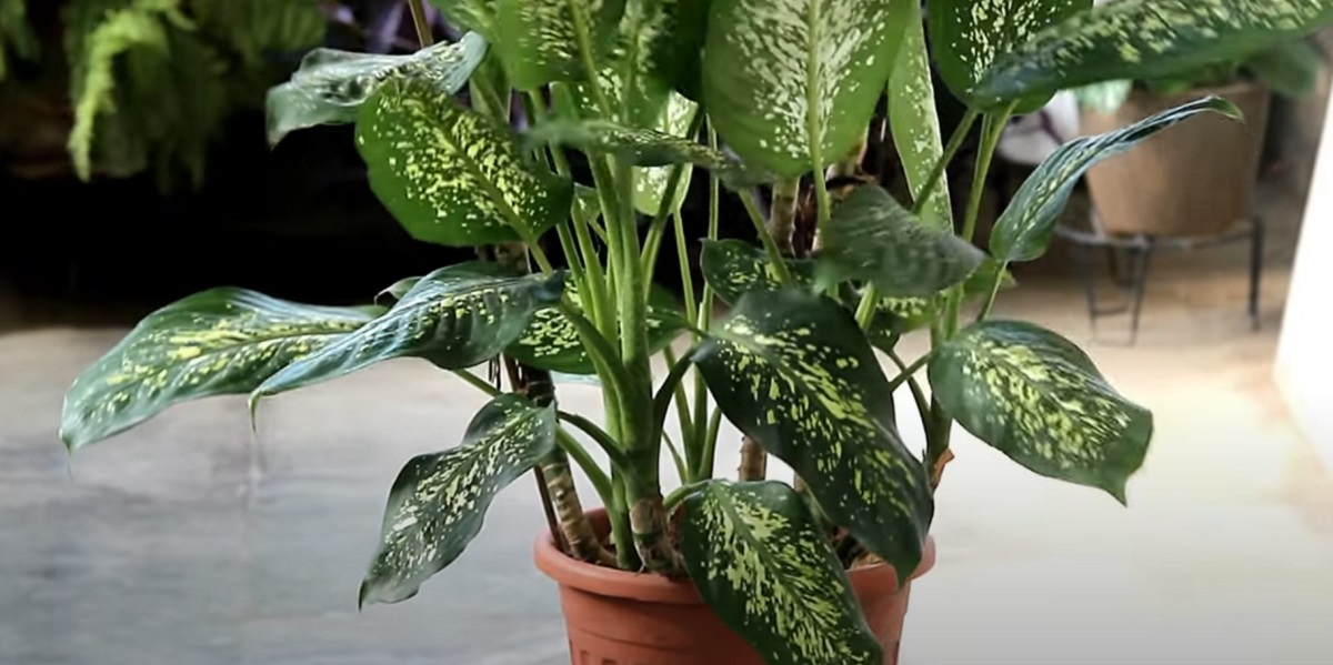 If you see that the lower leaves of the Dieffenbachia plant have turned yellow