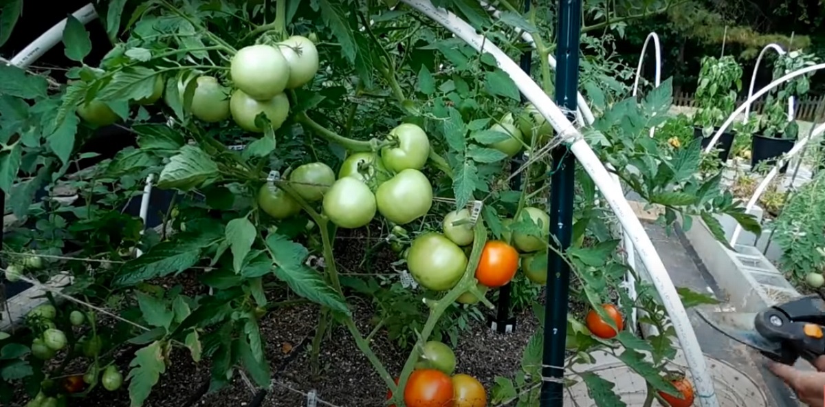 Irrigation planning, water requirement, and tomato plant irrigation
