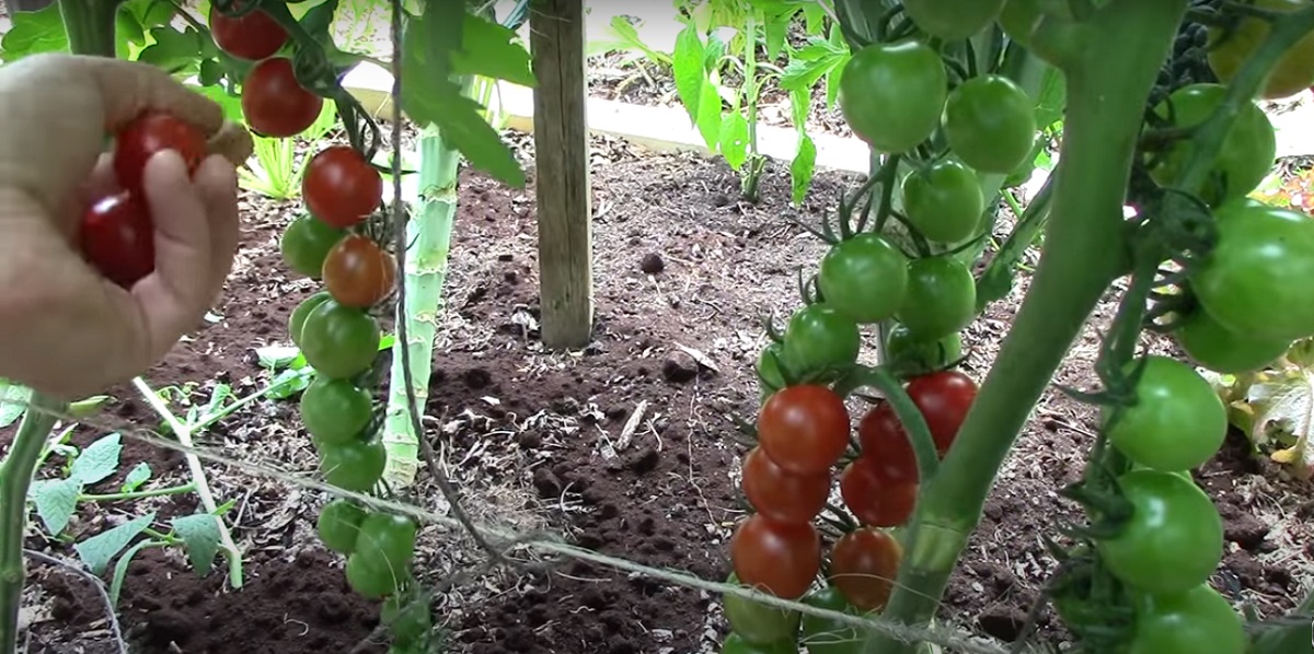 Irrigation tomatoes need regular and adequate irrigation