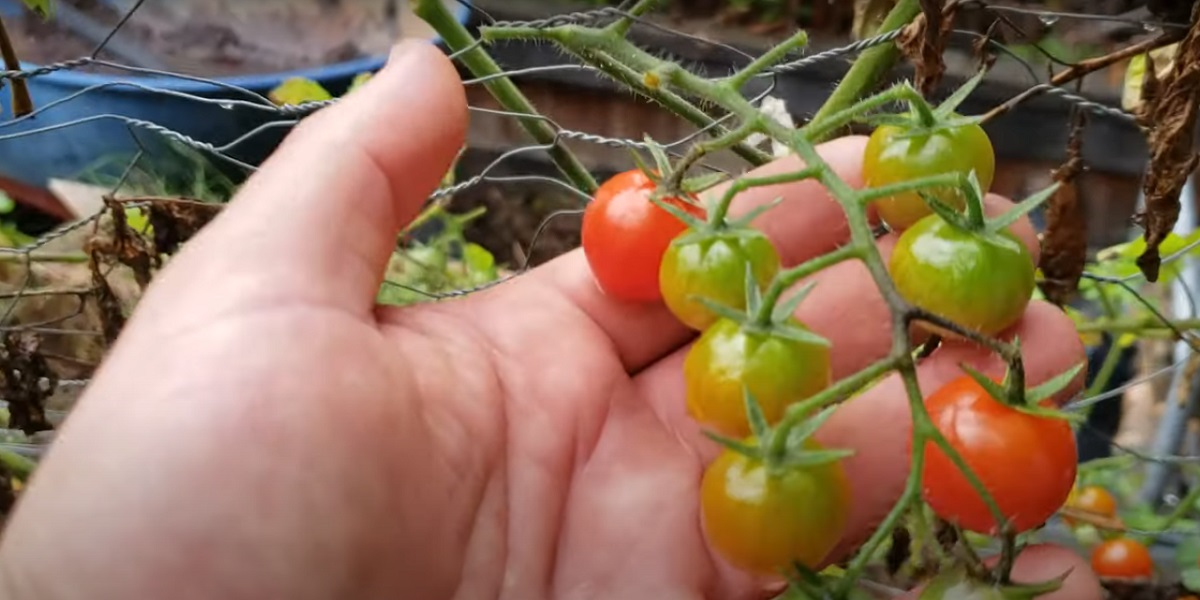 Irrigation under pressure of tomato plants