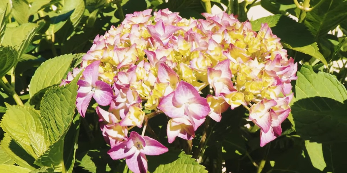 It contains all the information you need about hydrangeas.