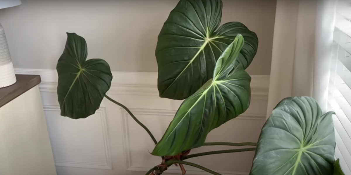 Key points about watering Philodendron or Philodendron