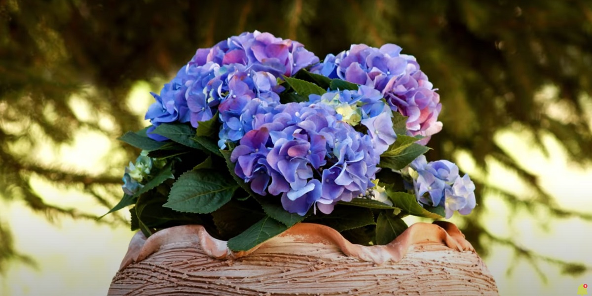 Large leaf hydrangeas need several light fertilizers in March, May, and June.