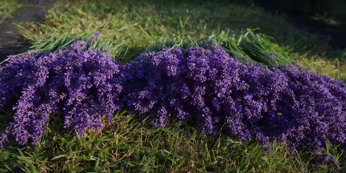 Lavender is a perennial plant