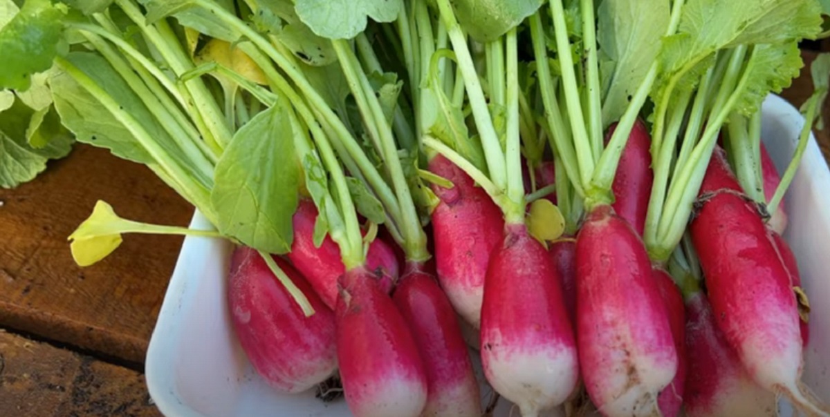Make a soil amendment at least one week before sowing radishes