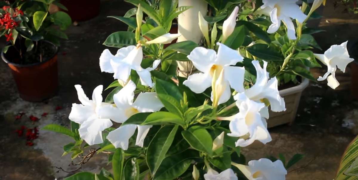 Most mandevilla plants usually do not have major pest or disease problems