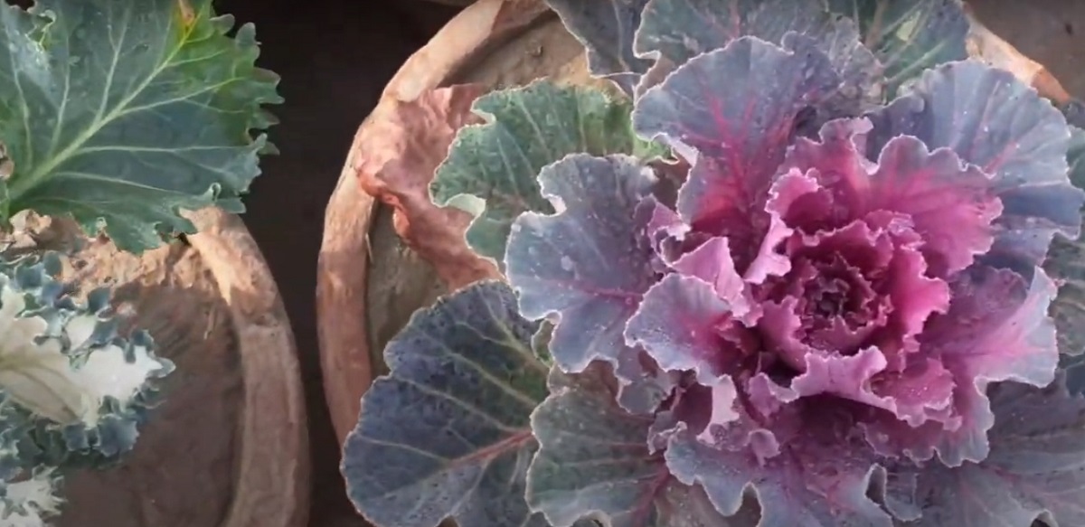 Ornamental cabbage-1