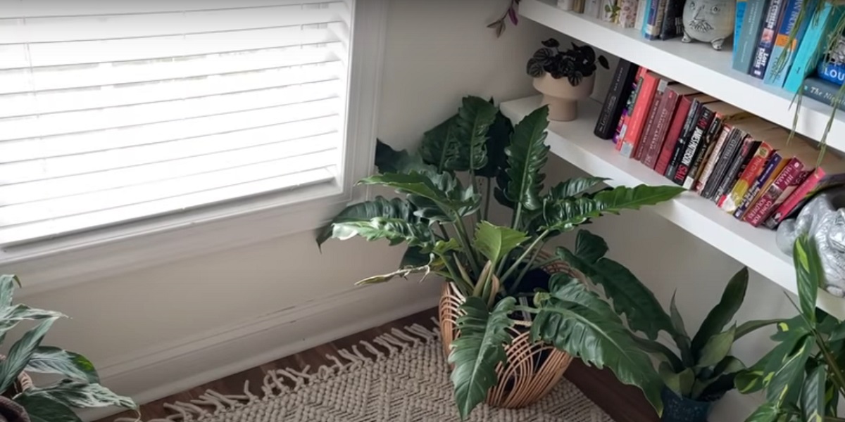 Philodendron flower storage conditions