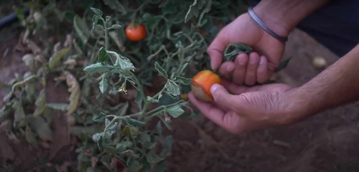 Phosphorus deficiency in tomatoes