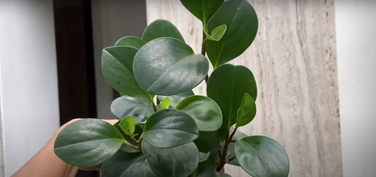Planting a Peperomia in water