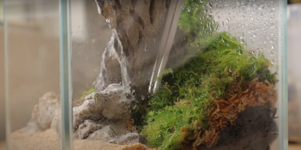 Planting and growing moss in a terrarium