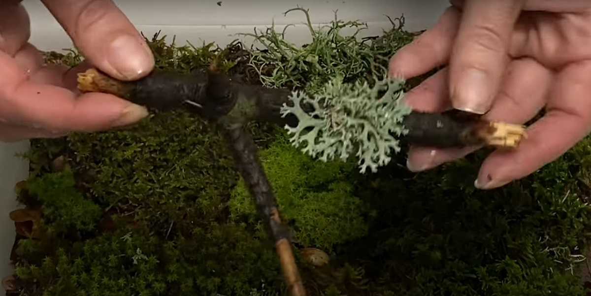 Maintenance of moss terrarium