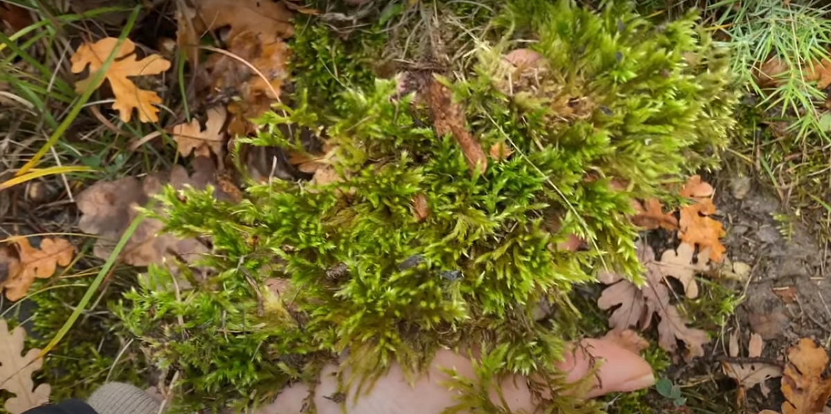 Planting moss in the garden or outdoors