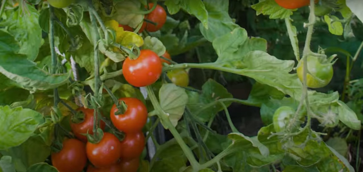 Practical advice on watering tomatoes