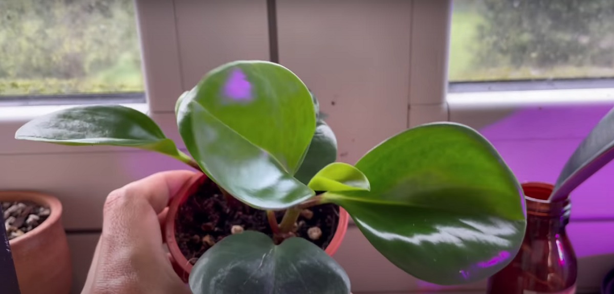 Propagation of Peperomia by Peperomia cuttings