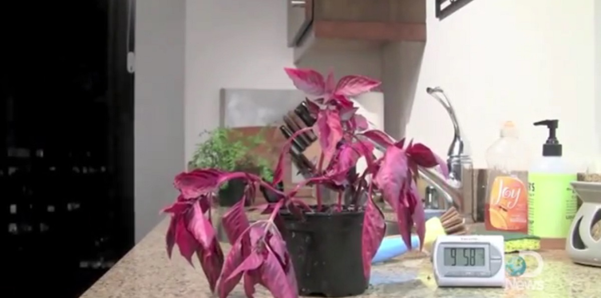 Signs and ways to revive a plant that has been damaged by irrigation