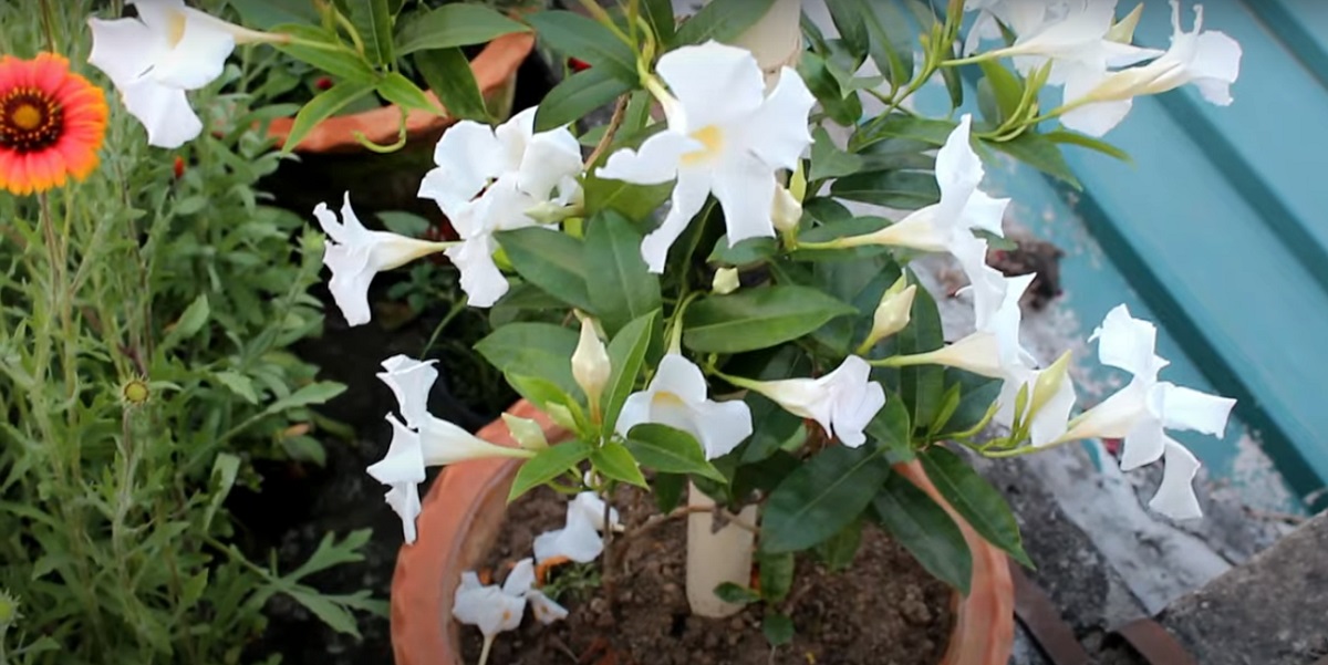 Suitable water for the cultivation of Mandevilla