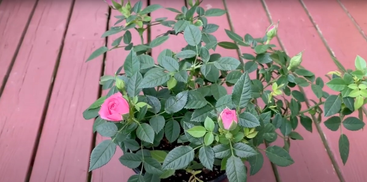 Summary of pruning roses