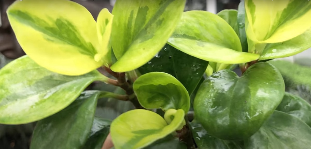 Temperature and humidity when storing Peperomia