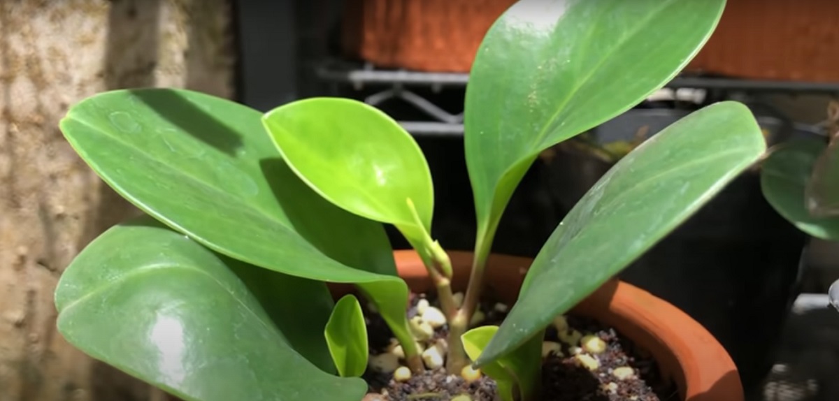 The Peperomia plants needs clean and chlorine-free water