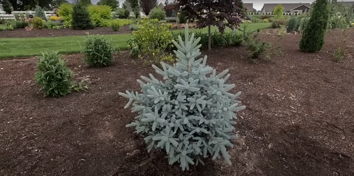 The blue spruce