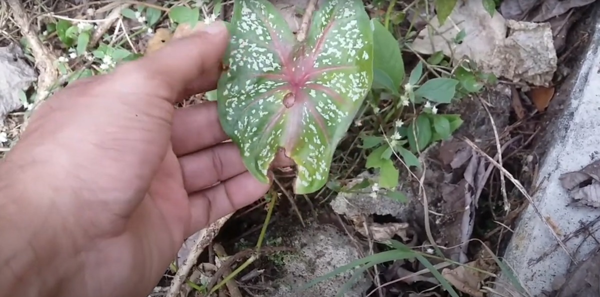 The caladium plant contains a poisonous sap in all its parts