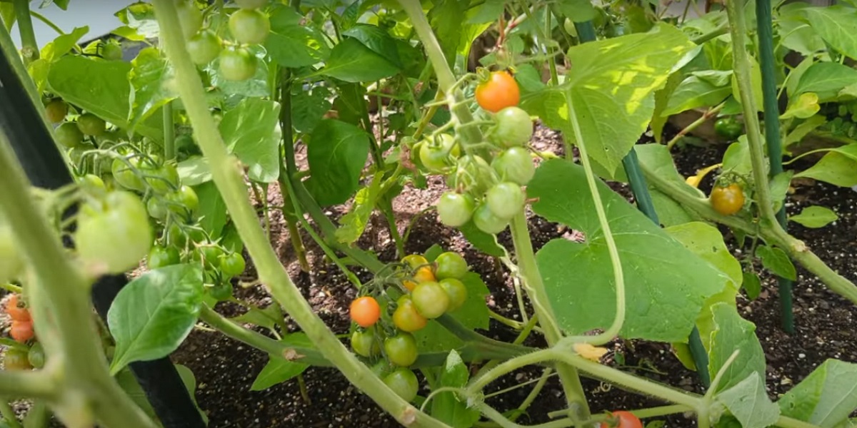 The effect of tomato roots on the water requirement and irrigation of the crop