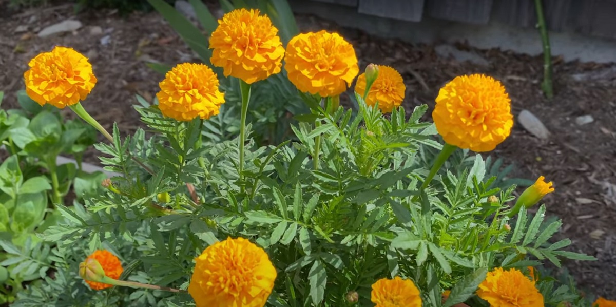 The marigold is an annual herbaceous plant with a 20 to 50 cm long stem.