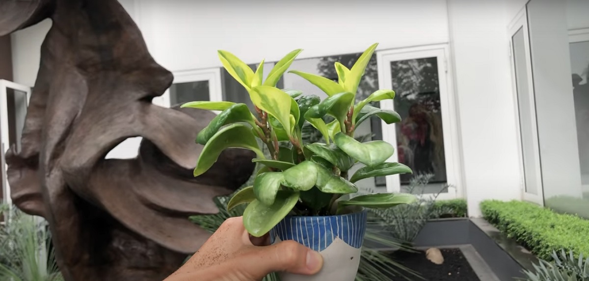 The right light for keeping Peperomia at home