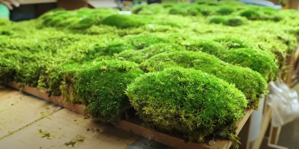 - Then, select the moss you want based on the container and its intended use.