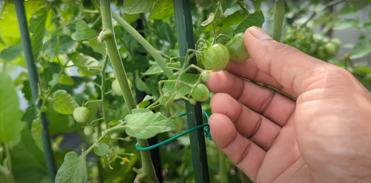 There are several methods for watering tomato plants, which ultimately depend on the following factors