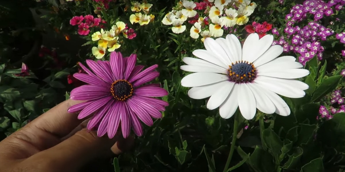 There are two types of gerbera plants