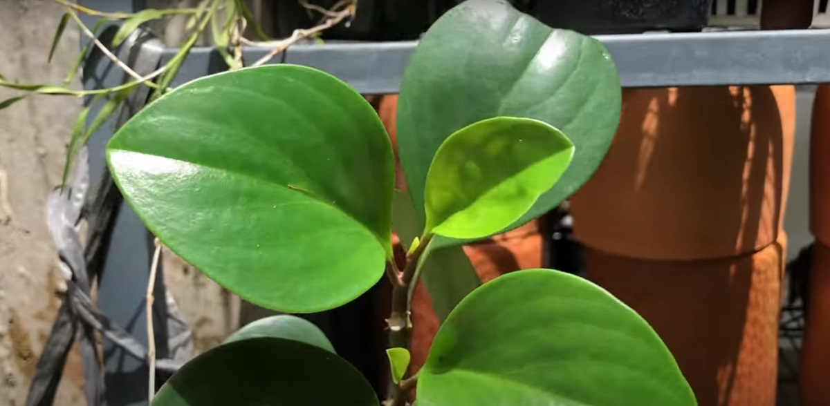 To keep the Peperomia plants healthy in water