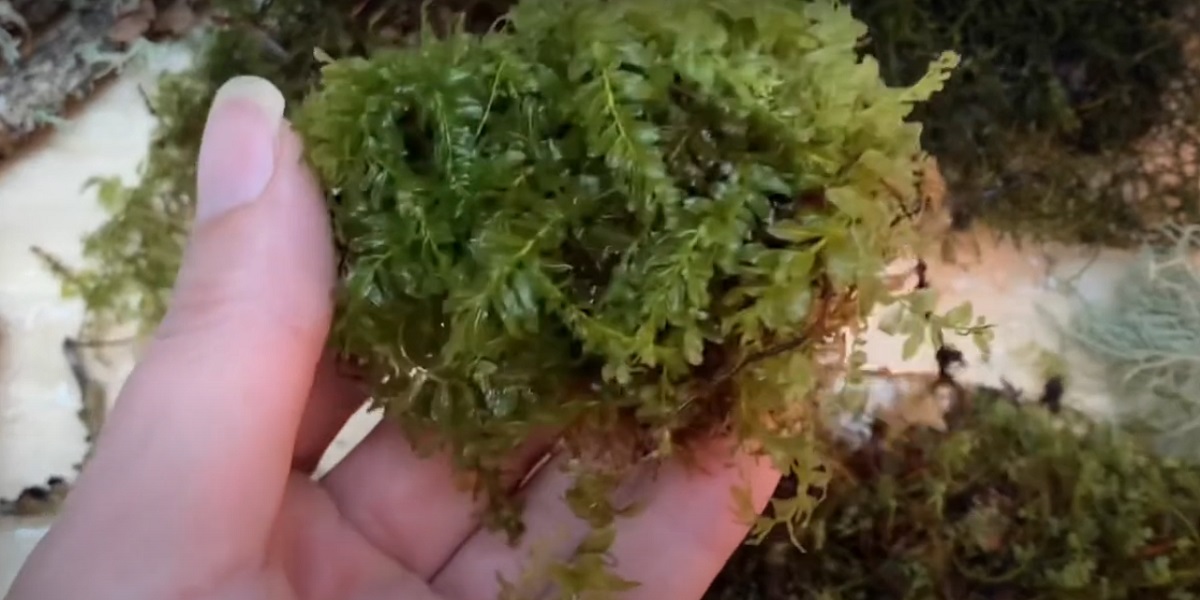 What is moss