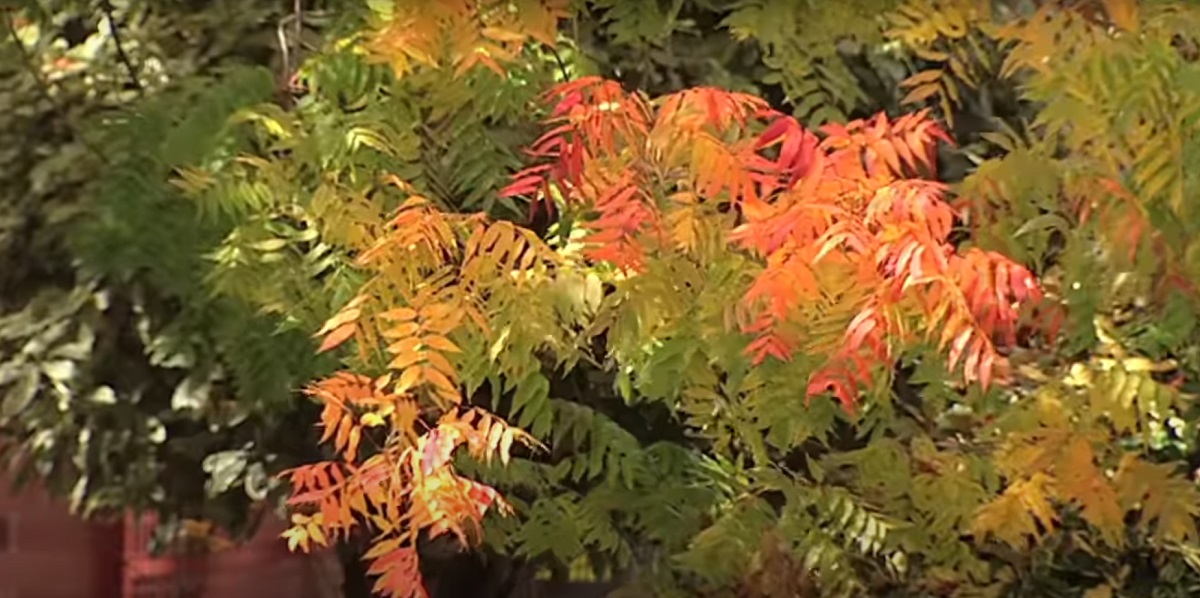 What is the main reason for the change in the color of the leaves