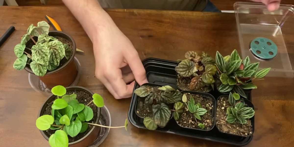 What is the shape of the Peperomia
