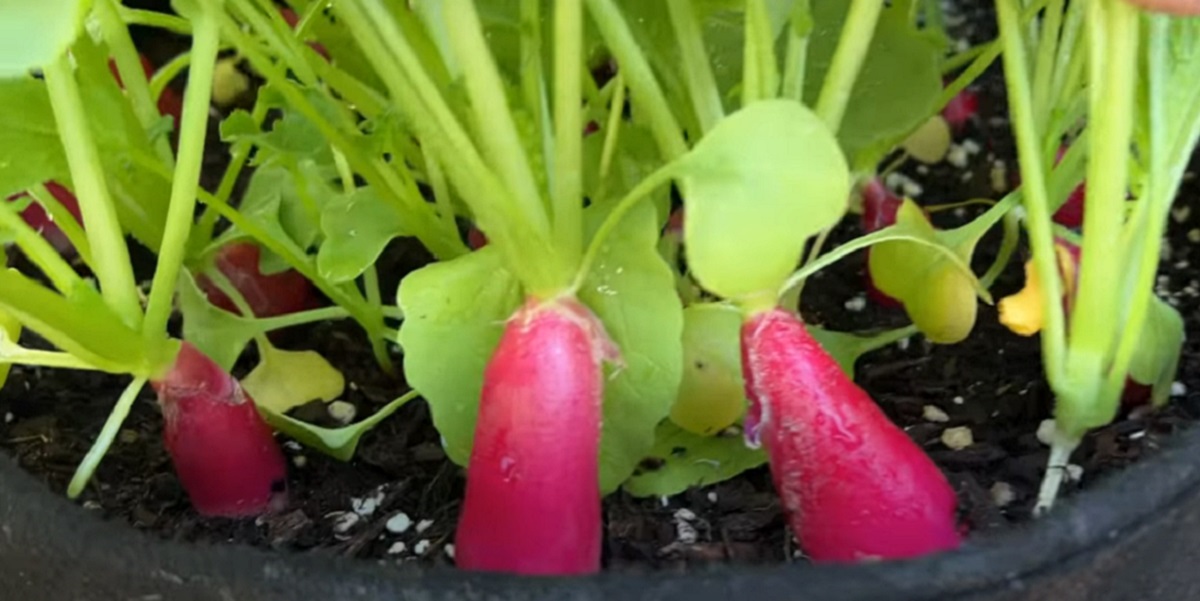 When the weather begins to warm, stop the growth of radishes