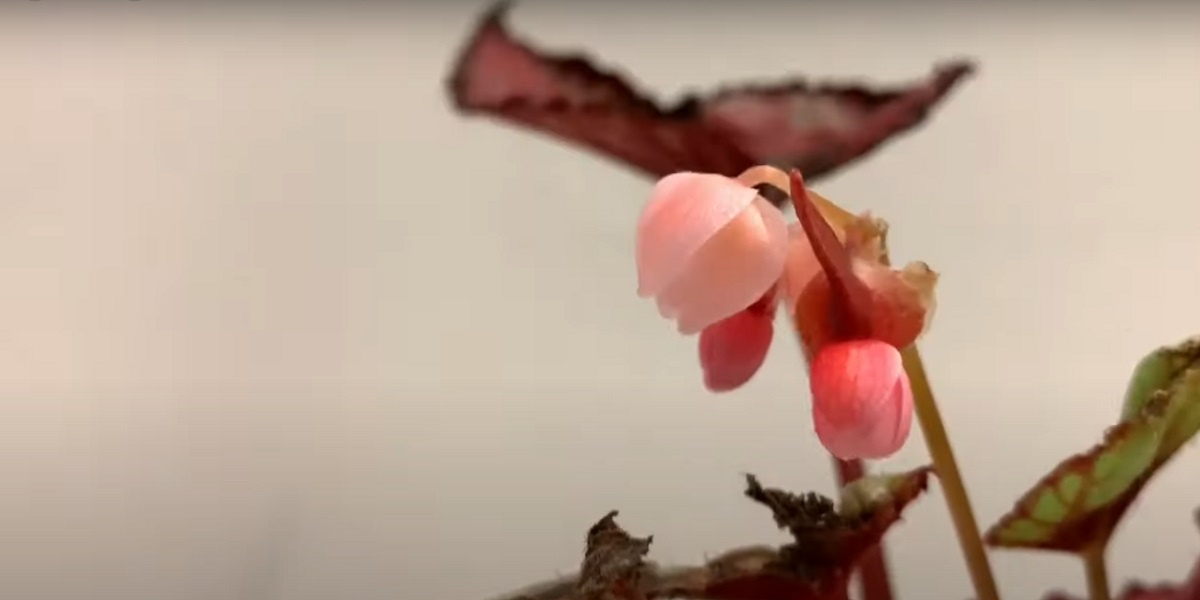 begonia needs sufficient humidity for its growth