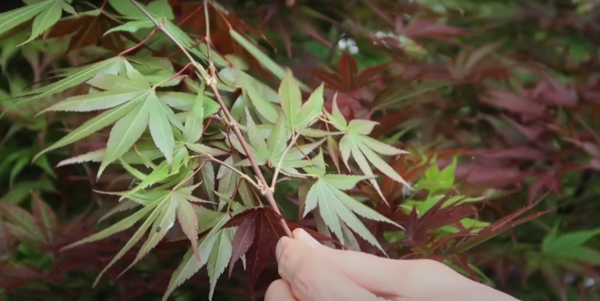 but it's important to know that in order for these Japanese maple