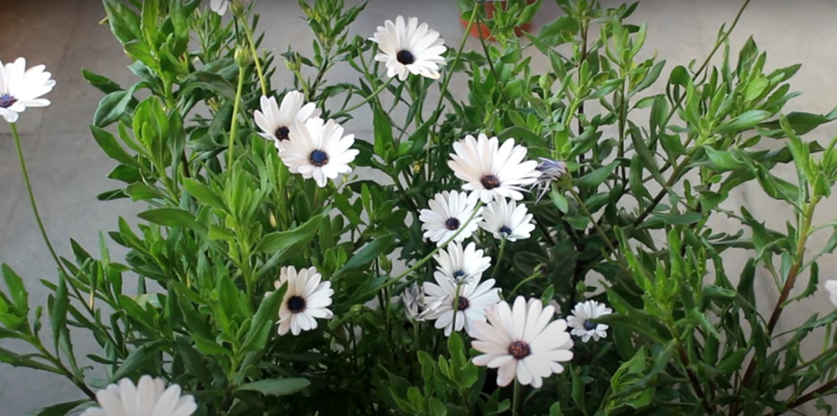 gerbera flowering