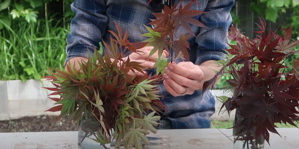 propagating Japanese maples