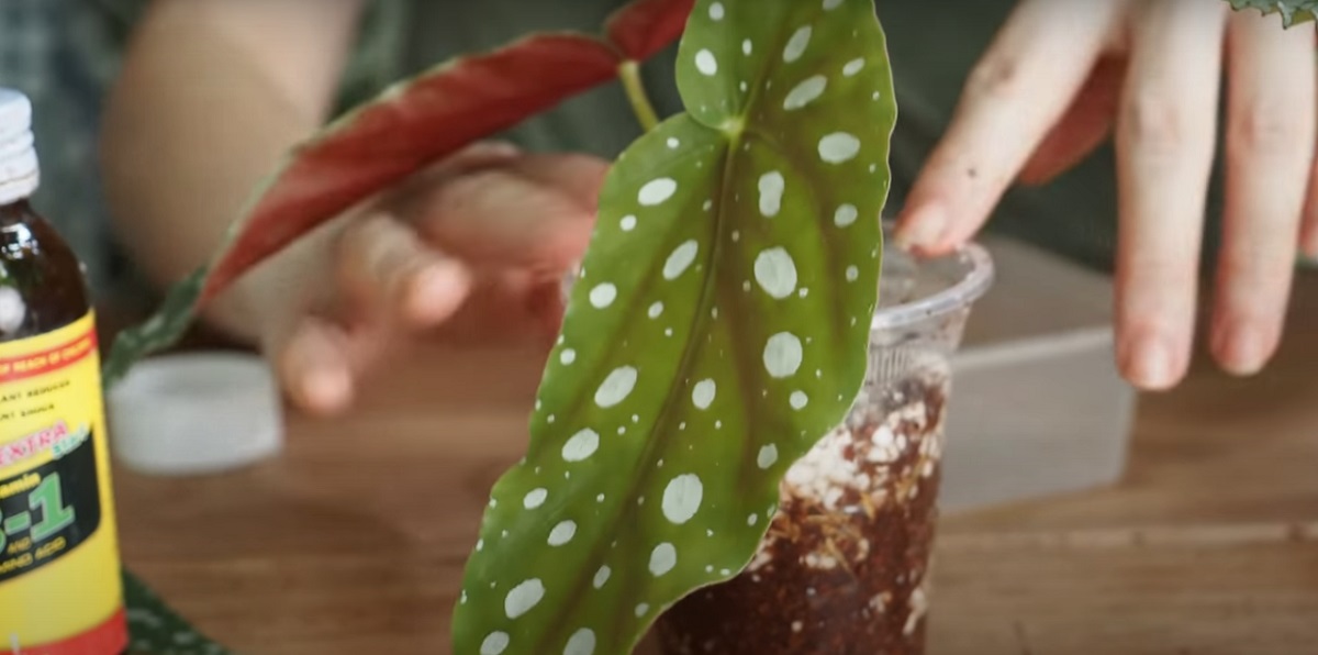 propagating and caring for begonias