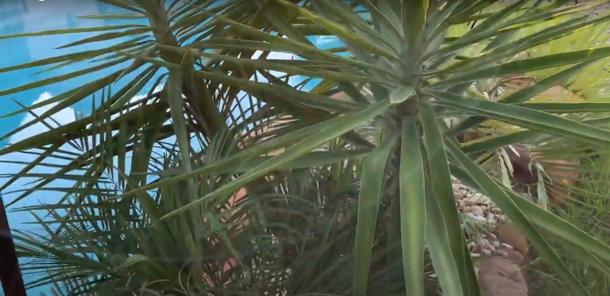 the Texas sabal palm, even grow in the wild.