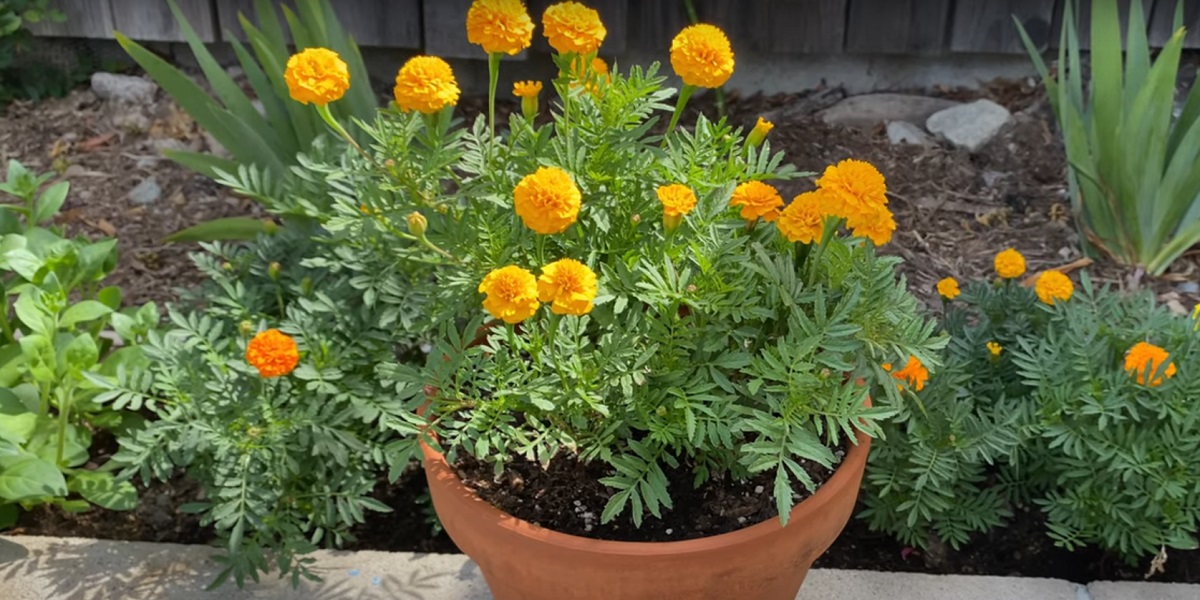 the unique features of the marigold plant are mentioned