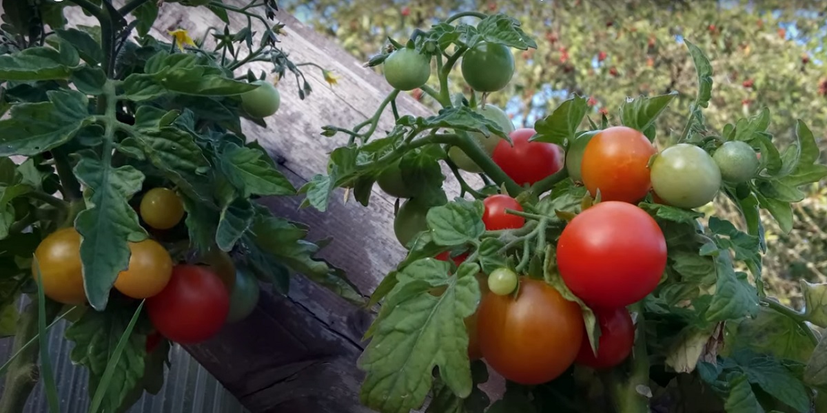 when choosing a method of irrigation for tomatoes,