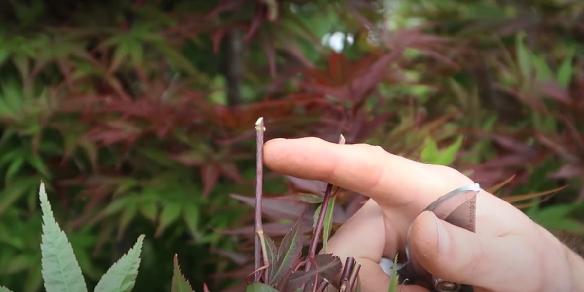 you can do this by artificially gluing Japanese maple seeds.