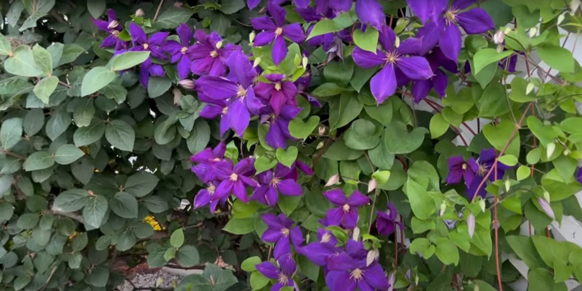 5) Large-flowered clematis